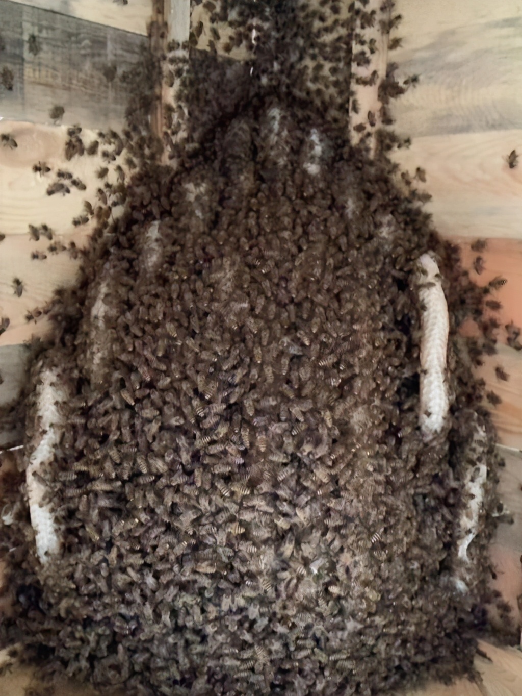 產蜜的蜜蜂種類 產蜜的蜜蜂種類