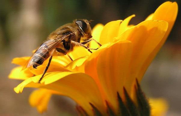麥蜂有沒有刺(無刺蜂和麥蜂特性及授粉) 麥蜂有沒有刺(無刺蜂和麥蜂特性及授粉)