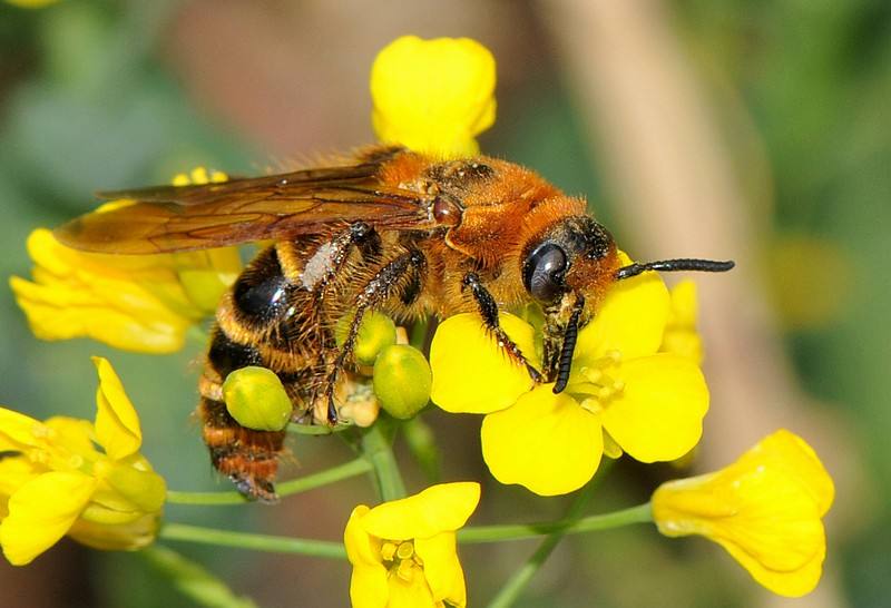 【蜜蜂養殖】蜂群沒有蜂王如何養好蜜蜂 蜂群沒有蜂王如何養好蜜蜂