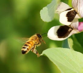 蜜蜂分家了是老蜂王飛走(蜂群最后為何會滅亡) 蜜蜂分家了是老蜂王飛走(蜂群最后為何會滅亡)