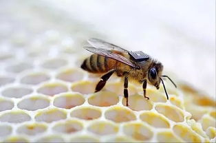 蜜蜂分家了是老蜂王飛走(蜂群最后為何會滅亡) 蜜蜂分家了是老蜂王飛走(蜂群最后為何會滅亡)