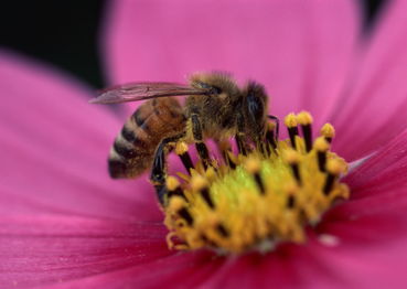 長(zhǎng)途運(yùn)輸工蜂咬脾是什么原因(蜜蜂咬巢脾是什么問(wèn)題) 長(zhǎng)途運(yùn)輸工蜂咬脾是什么原因(蜜蜂咬巢脾是什么問(wèn)題)