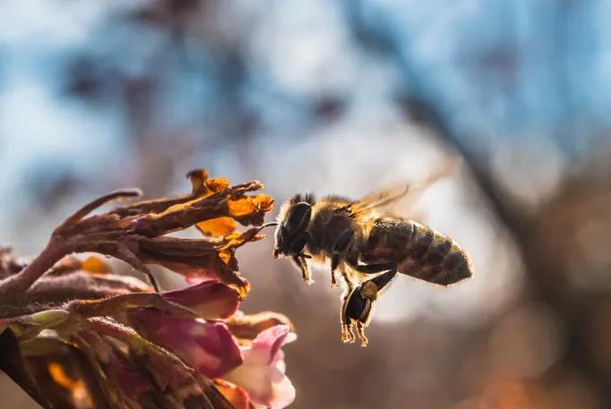 雄蜂出房多少天才試飛(蜜蜂出房幾天試飛) 雄蜂出房多少天才試飛(蜜蜂出房幾天試飛)