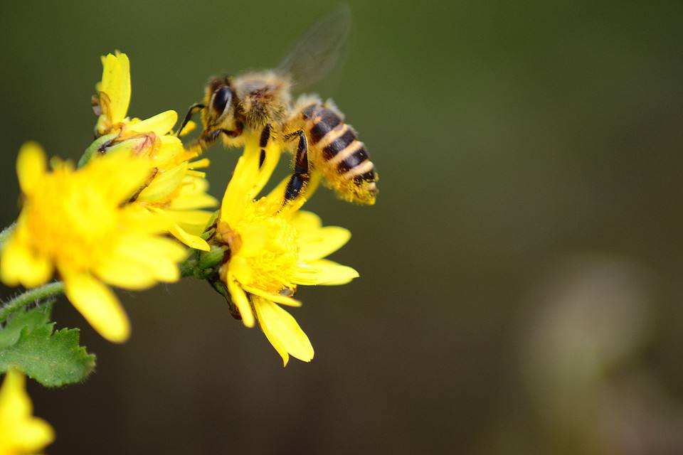 蜜蜂喂什么繁殖得快? 蜜蜂喂什么繁殖得快?