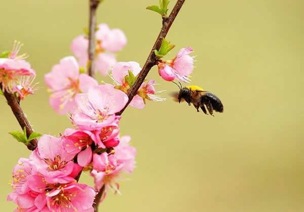 胡蜂蜂王死了的表現 胡蜂蜂王死了的表現