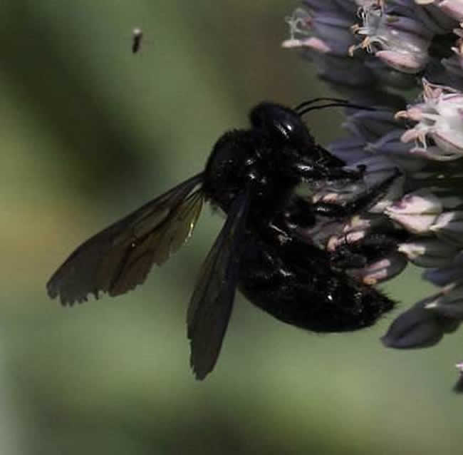 歐洲黑蜂 歐洲黑蜂
