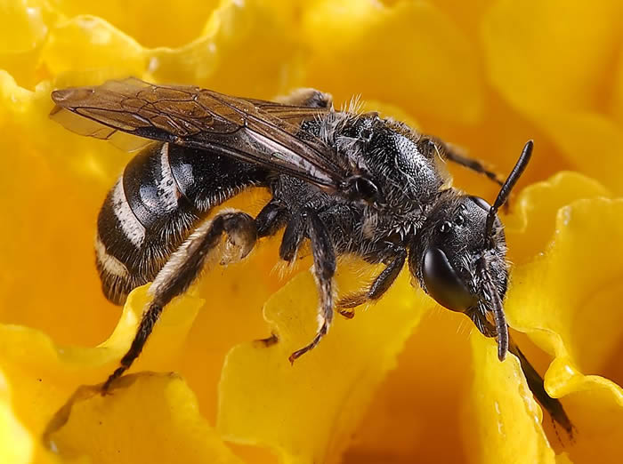歐洲黑蜂 歐洲黑蜂