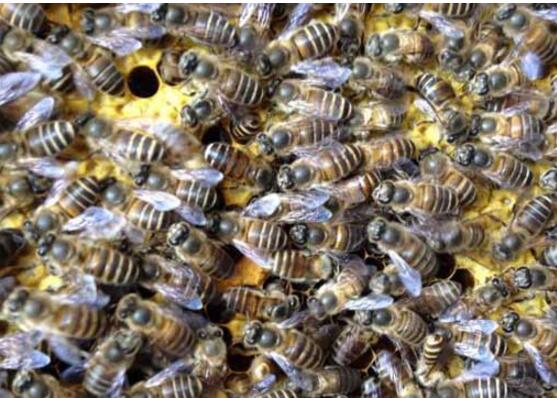 怎樣養蜂與分箱(養蜂注意事項) 怎樣養蜂與分箱(養蜂注意事項)