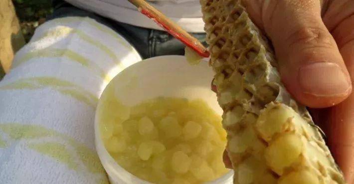 蜂王漿是怎么形成的(蜂王漿的形成過程) 蜂王漿是怎么形成的(蜂王漿的形成過程)