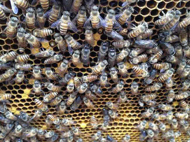 養蜂人怎么調節蜂脾關系? 怎么調節蜂脾關系