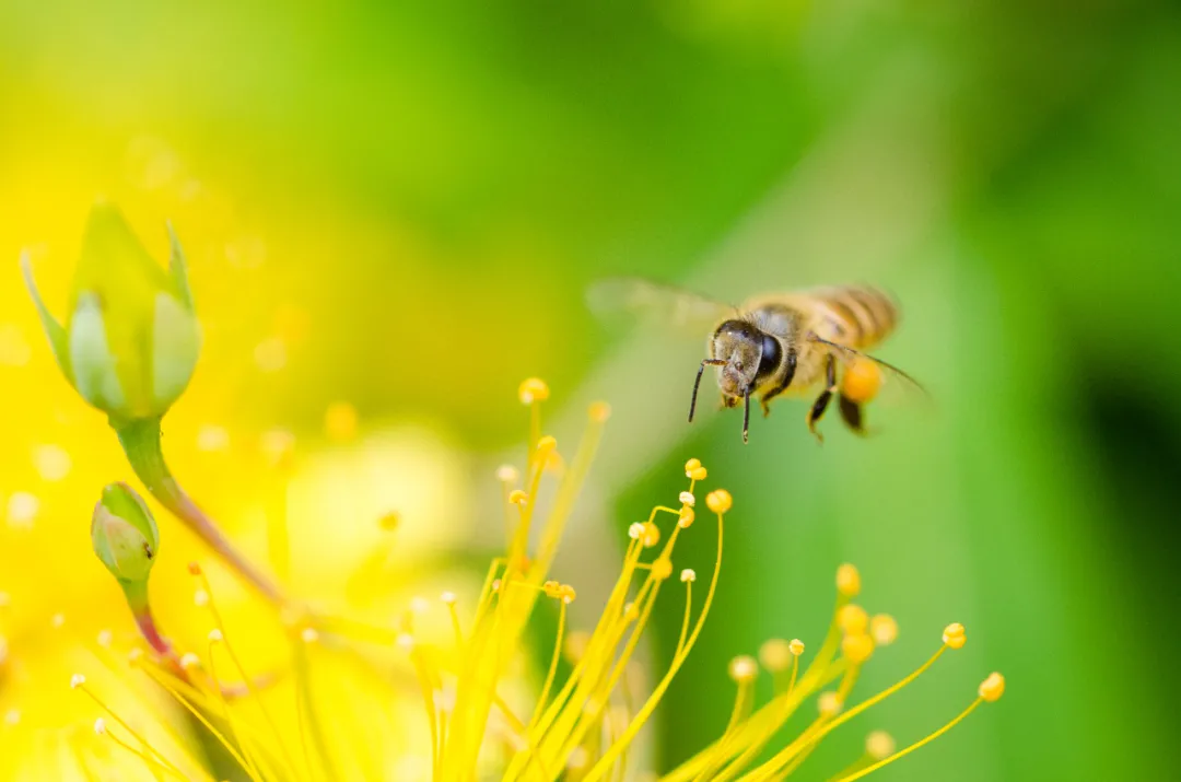 強群多箱體成熟蜂蜜生產技術(強群多箱體成熟蜂蜜生產技術了解一下吧) 強群多箱體成熟蜂蜜生產技術(強群多箱體成熟蜂蜜生產技術了解一下吧)