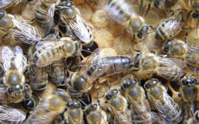 高加索蜜蜂與東北黑蜂的區別（淺析高加索蜜蜂與東北黑蜂的優缺點）