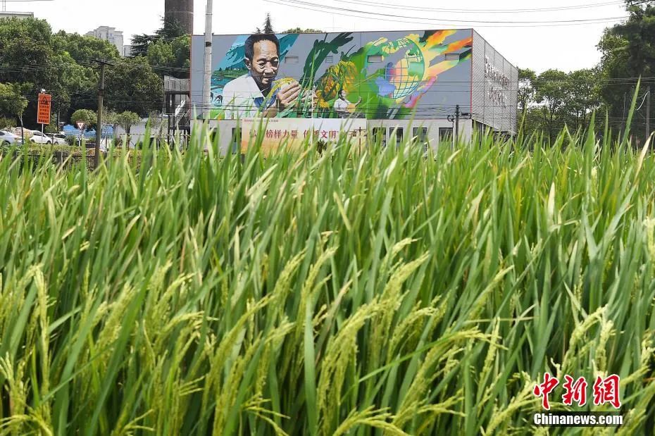 今天,袁隆平雕像前滿是鮮花 今天,袁隆平雕像前滿是鮮花