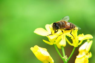 松丹一號和喀爾巴阡蜂黑環(huán)系能混養(yǎng)嗎(喀(阡)黑環(huán)系、松丹12號雙交種蜂及其管理要點(diǎn)) 松丹一號和喀爾巴阡蜂黑環(huán)系能混養(yǎng)嗎(喀(阡)黑環(huán)系、松丹12號雙交種蜂及其管理要點(diǎn))