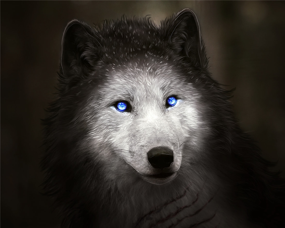 “狽”的原型不是豺,更不是狼獾,為何是狼群中的殘疾狼 長白山多次出現“狽”,最早記載于西漢,奔跑時前腿搭在狼身上