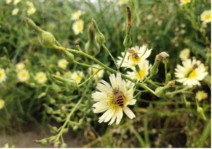 植物流蜜需要什么條件(植物泌蜜條件及溫度) 植物流蜜需要什么條件(植物泌蜜條件及溫度)