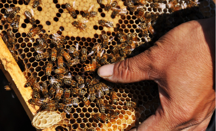 有王臺(tái)沒(méi)有雄蜂怎么辦(有王臺(tái)了什么時(shí)候分蜂) 有王臺(tái)沒(méi)有雄蜂怎么辦(有王臺(tái)了什么時(shí)候分蜂)