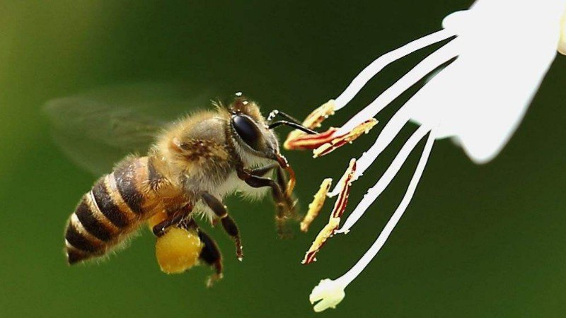 有王臺(tái)沒(méi)有雄蜂怎么辦(有王臺(tái)了什么時(shí)候分蜂) 有王臺(tái)沒(méi)有雄蜂怎么辦(有王臺(tái)了什么時(shí)候分蜂)