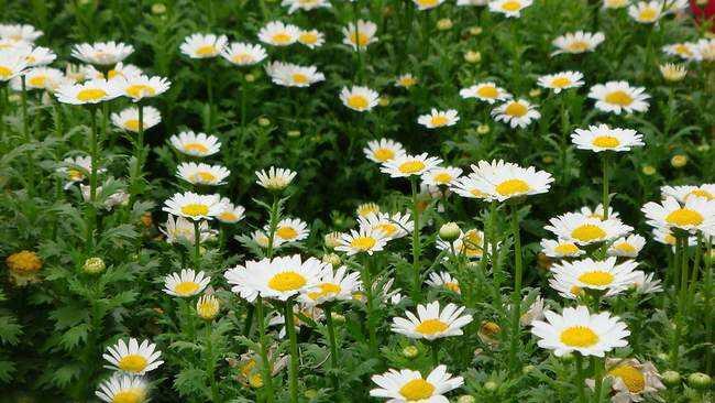 野菊花的流蜜條件與時(shí)間（野菊花的流蜜條件和開花時(shí)間及蜂蜜產(chǎn)量）