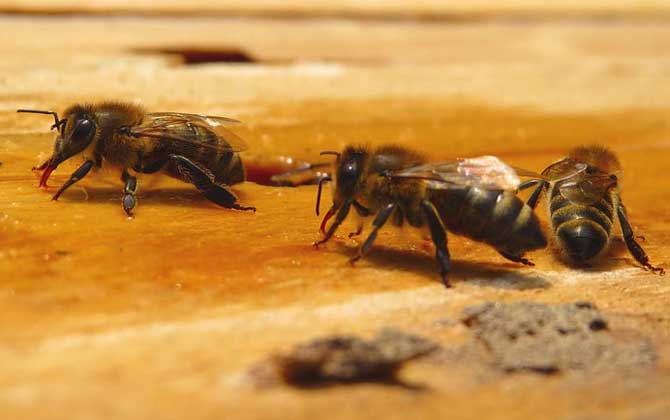 一只蜜蜂怎么養活(單獨養一只蜜蜂怎么養) 一只蜜蜂怎么養活(單獨養一只蜜蜂怎么養)