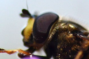 松丹一號產的工蜂是什么顏色(養蜂必先了解的養蜂知識) 松丹一號產的工蜂是什么顏色(養蜂必先了解的養蜂知識)
