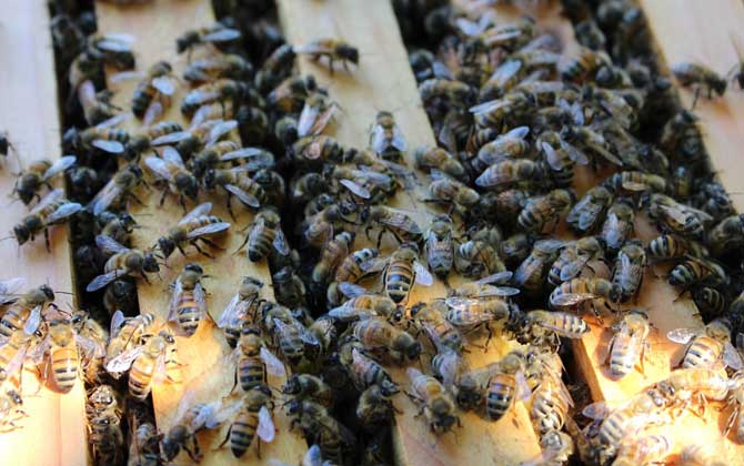 蜂王什么時(shí)候停止產(chǎn)卵(冬天蜂王為什么停止產(chǎn)卵) 蜂王什么時(shí)候停止產(chǎn)卵(冬天蜂王為什么停止產(chǎn)卵)