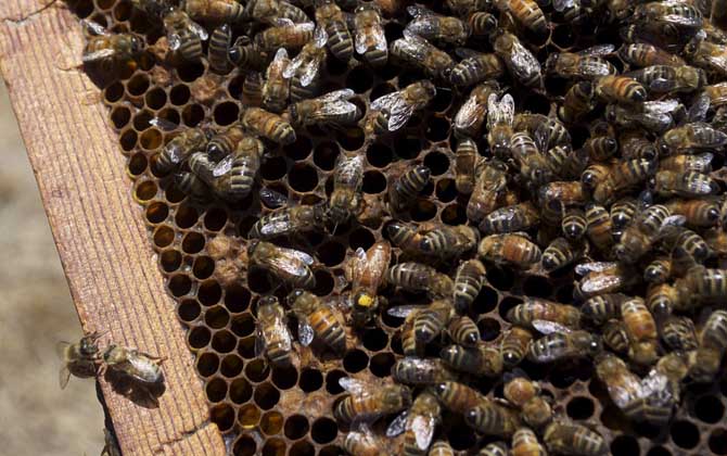 蜂王什么時(shí)候停止產(chǎn)卵(冬天蜂王為什么停止產(chǎn)卵) 蜂王什么時(shí)候停止產(chǎn)卵(冬天蜂王為什么停止產(chǎn)卵)