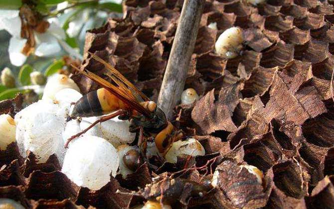 黑尾虎頭蜂的針有多長(zhǎng)