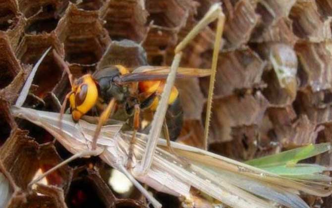 黑尾虎頭蜂的針有多長(zhǎng)