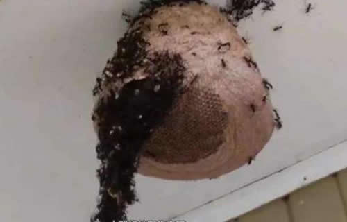 晚上捅馬蜂窩安全嗎？(取馬蜂窩的最佳時(shí)機(jī)，晚上捅還是白天捅好)