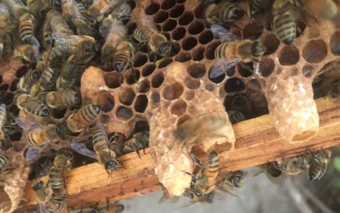 蜂王囚幾天工蜂造王臺(tái)(蜜蜂失王多久急造王臺(tái)) 蜂王囚幾天工蜂造王臺(tái)(蜜蜂失王多久急造王臺(tái))