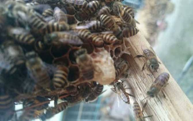 蜂王囚幾天工蜂造王臺(tái)(蜜蜂失王多久急造王臺(tái)) 蜂王囚幾天工蜂造王臺(tái)(蜜蜂失王多久急造王臺(tái))