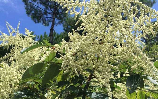 海南有五倍子花嗎（五倍子什么時候開花）