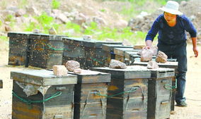 工蜂喂養幼蟲一天多少次(工蜂每天訪問幼蟲巢房1300多次,幼蟲怎么沒撐死) 工蜂喂養幼蟲一天多少次(工蜂每天訪問幼蟲巢房1300多次,幼蟲怎么沒撐死)