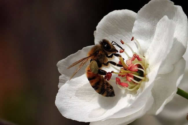 【蜜蜂知識】蜜蜂怎樣安全度夏？