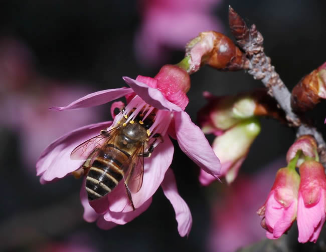 【蜜蜂知識】蜜蜂怎樣安全度夏？