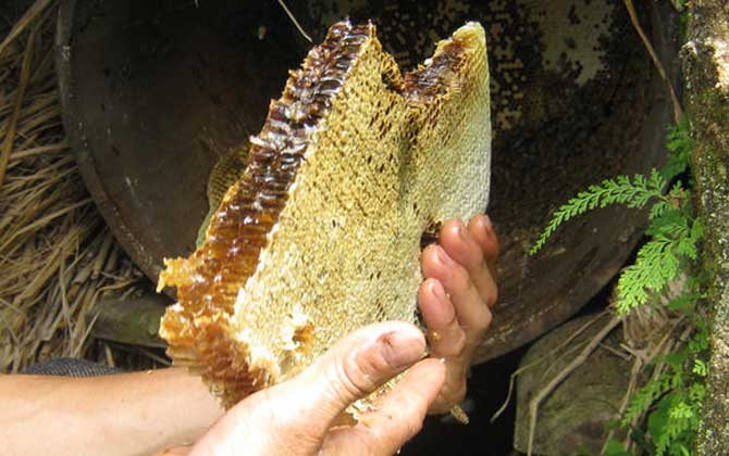 買的野生蜂蜜有保質(zhì)期嗎(野生蜂蜜保質(zhì)期有多久) 買的野生蜂蜜有保質(zhì)期嗎(野生蜂蜜保質(zhì)期有多久)