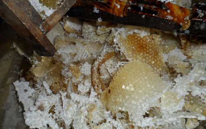 買的野生蜂蜜有保質(zhì)期嗎(野生蜂蜜保質(zhì)期有多久) 買的野生蜂蜜有保質(zhì)期嗎(野生蜂蜜保質(zhì)期有多久)