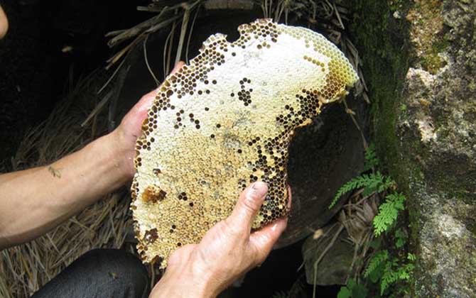 買的野生蜂蜜有保質(zhì)期嗎(野生蜂蜜保質(zhì)期有多久) 買的野生蜂蜜有保質(zhì)期嗎(野生蜂蜜保質(zhì)期有多久)