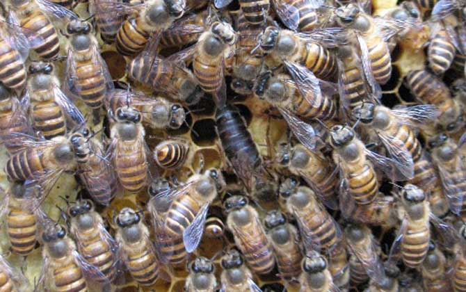 阿壩中蜂原種活體多少錢一群(阿壩中蜂原種如何購買) 阿壩中蜂原種活體多少錢一群(阿壩中蜂原種如何購買)