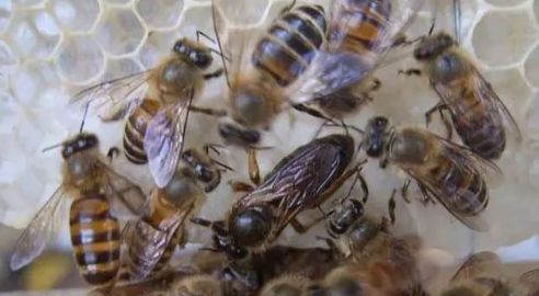 新蜂王出臺(tái)后多久分蜂(蜂王出房后的分蜂時(shí)間) 新蜂王出臺(tái)后多久分蜂(蜂王出房后的分蜂時(shí)間)