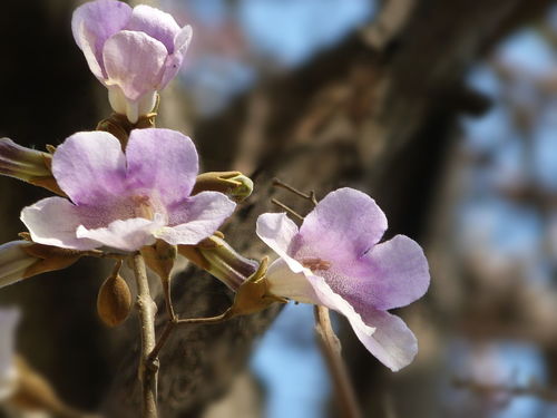 桐樹花泡腳有什么好處（桐樹花的功效與作用）