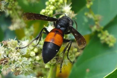 馬蜂飛進家里怎么辦(家里有馬蜂怎么辦) 馬蜂飛進家里怎么辦(家里有馬蜂怎么辦)
