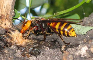 馬蜂飛進家里怎么辦(家里有馬蜂怎么辦) 馬蜂飛進家里怎么辦(家里有馬蜂怎么辦)