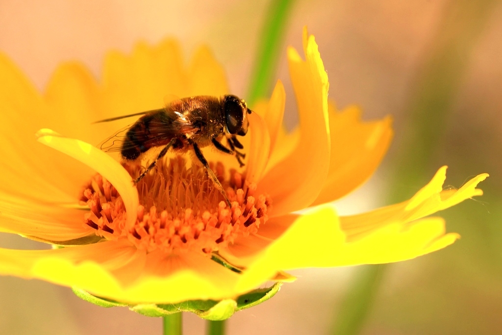 新手養(yǎng)蜂花粉怎么取(蜂花粉是怎么提取的) 新手養(yǎng)蜂花粉怎么取(蜂花粉是怎么提取的)