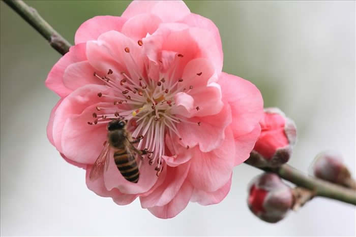 中蜂什么時候開始秋繁? 中蜂什么時候開始秋繁?