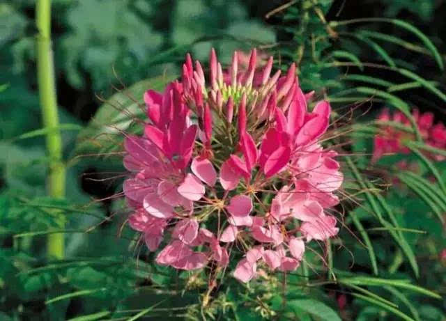 木本蜜源植物的種類及花期大全（18種蜜源植物四季花期表）