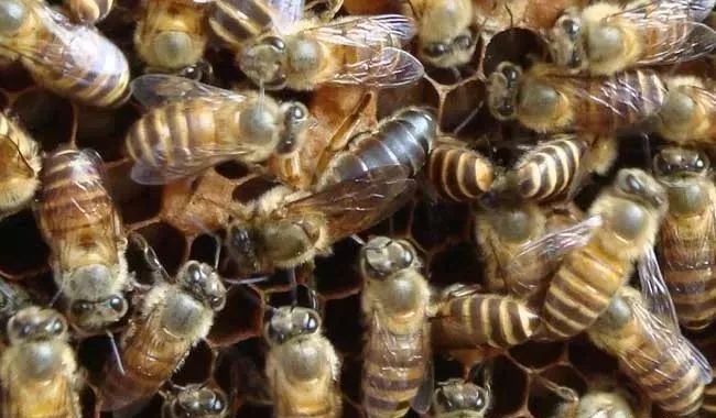 產卵的工蜂還會出去采集嗎(工產后的蜂群還會采集花粉嗎) 產卵的工蜂還會出去采集嗎(工產后的蜂群還會采集花粉嗎)