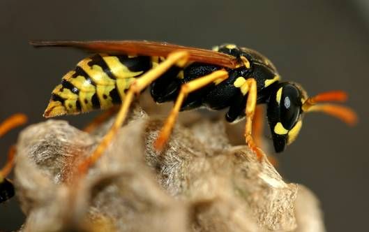 被馬蜂蟄了有潛伏期嗎?會不會有后遺癥? 被馬蜂蟄了有潛伏期嗎?會不會有后遺癥?