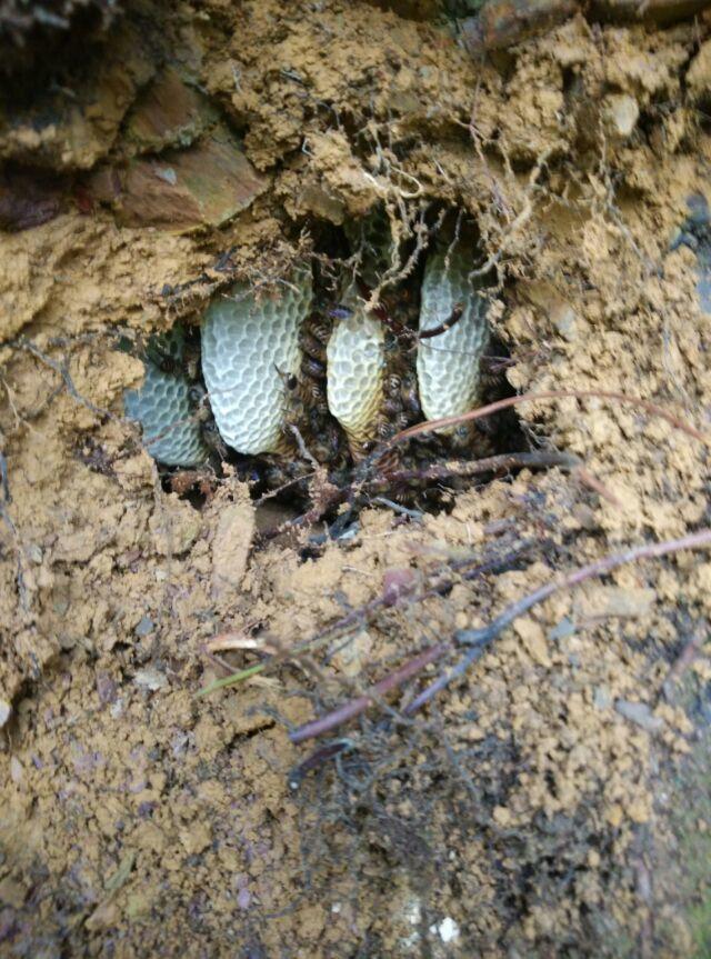 養多少蜜蜂可以辦合作社(養多少窩蜜蜂可以拿到國家補助) 養多少蜜蜂可以辦合作社(養多少窩蜜蜂可以拿到國家補助)